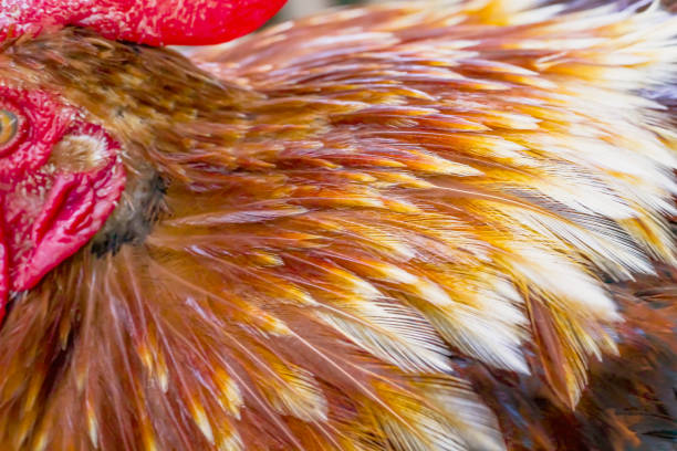 istock Chicken fur texture beautiful animal skin patterns colorful background 1258952264