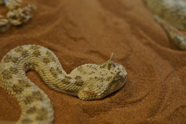 istock Desert horn viper Snake in closeup 1258952802