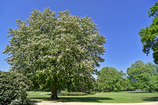 Blossoming horse-chestnut / conker tree (Aesculus hippocastanum) in park in spring Blossoming horse-chestnut / conker tree (Aesculus hippocastanum) in park, showing white flowers in spring aesculus hippocastanum stock pictures, royalty-free photos & images