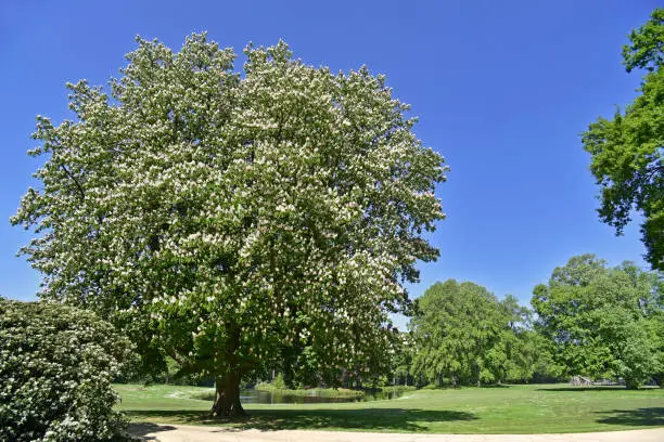 Blossoming horse-chestnut / conker tree (Aesculus hippocastanum) in park, showing white flowers in spring
