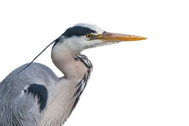 istock Grey heron / gray heron (Ardea cinerea), close-up portrait against white background 1258954442