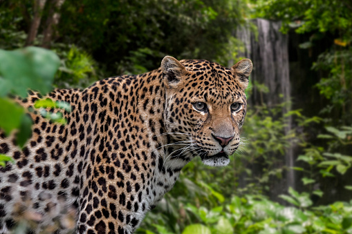Javan leopard (Panthera pardus melas) hunting in tropical rainforest, native to the Indonesian island of Java