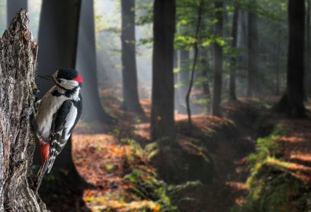 wielki dzięcioł plamisty / większy dzięcioł plamisty (dendrocopos major) męski drumming na pniu drzewa w lesie liściaskłowym - dendrocopos zdjęcia i obrazy z banku zdjęć