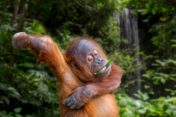 young sumatran orangutan (pongo abelii) eating leaf while scratching itchy armpit, native to the indonesian island of sumatra - orangutan ape endangered species zoo imagens e fotografias de stock