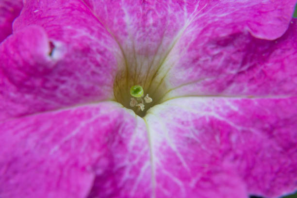 Akureyri, Iceland - August 9, 2024: Closeups of flowers in the public botanical gardens of Akureyri, Iceland