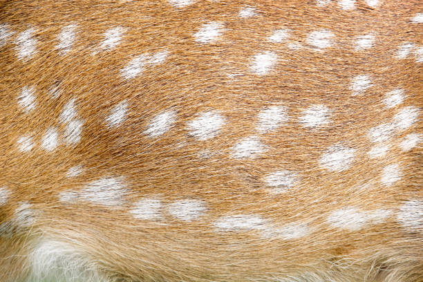 istock Fur deer brown texture with white patterns , animal skin background 1258960412