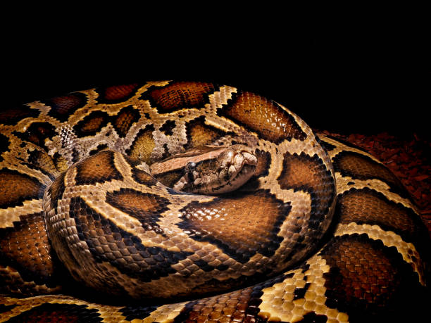 Rock Python Color 940+ Rock Python Photos Stock Photos, Pictures & Royalty-Free Images ...