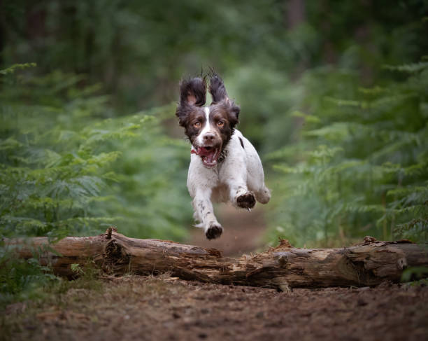 springer spaniel dog jumping over fallen tree - springer spaniel dog pets animal imagens e fotografias de stock