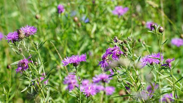 istock Pink flowers at summer meadow 1258968798