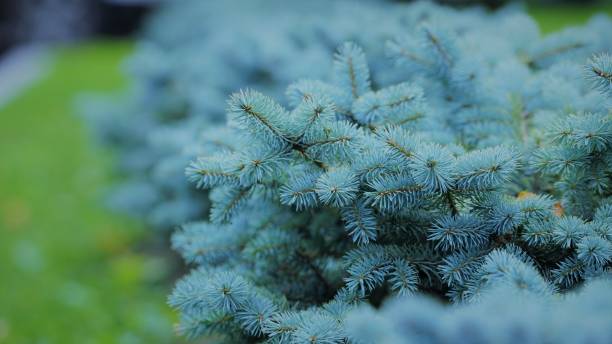 istock Close up view on blue fir branches in summer time 1258968841