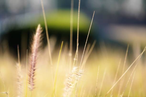 istock Scenic yellow field of ears 1258968880