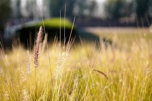 Wheat on a summer day