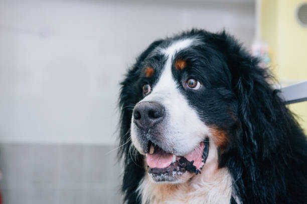 istock Bernese mountain dog after washing 1258968955
