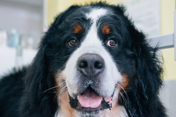 istock Bernese mountain dog after washing 1258969022
