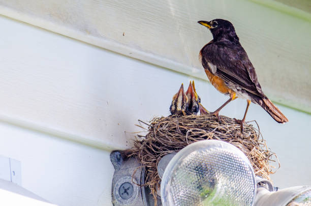 istock American robin with chicks in nest 1258971209