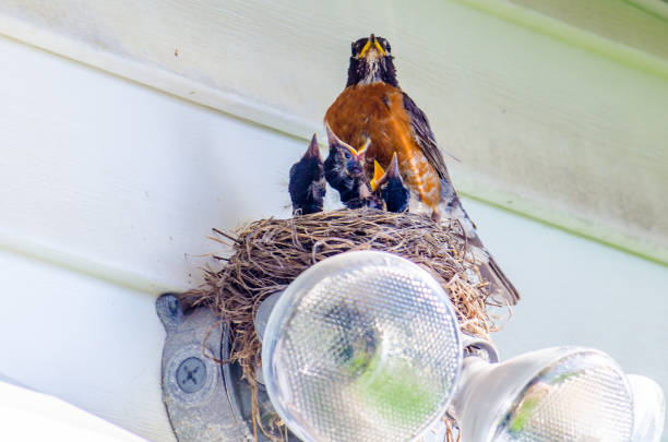 istock American robin with chicks in nest 1258971220