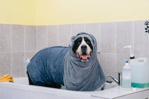 istock Bernese mountain dog after washing 1258971754