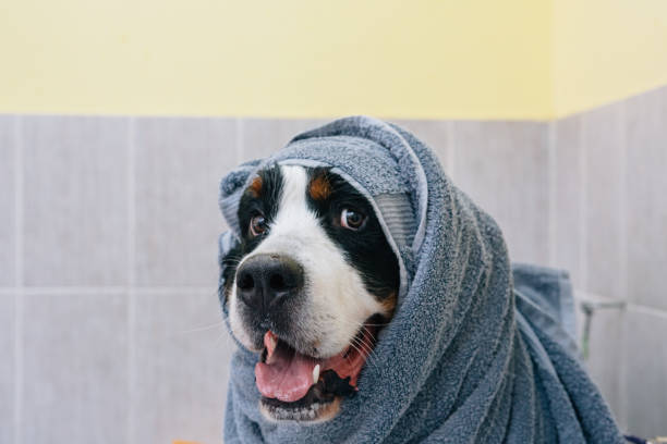 istock Bernese mountain dog after washing 1258971756