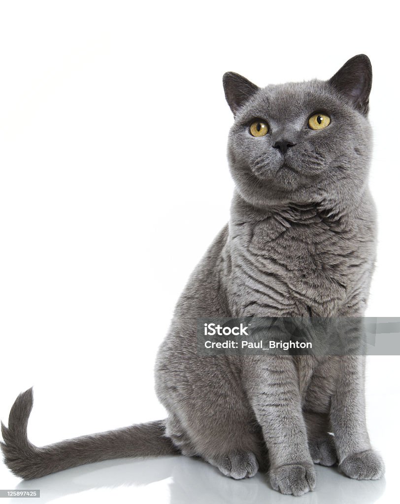 Bleu britannique Chat à poils ras - Photo de Chat domestique libre de droits