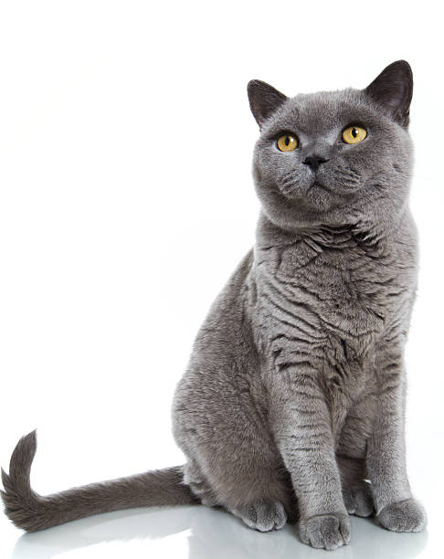 istock British Blue Shorthair Cat 125897425