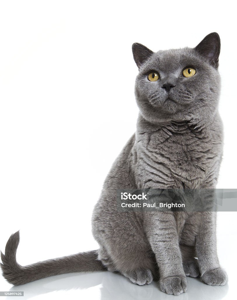 British Blue Americano de Pêlo Curto - Foto de stock de Gato doméstico royalty-free