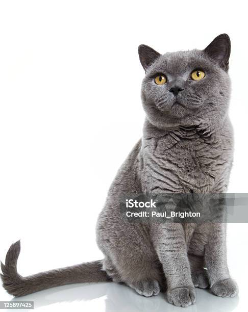 British Azul Shorthair Cat - Fotografias de stock e mais imagens de Cultura Britânica - Cultura Britânica, Gato domesticado, Gato não domesticado