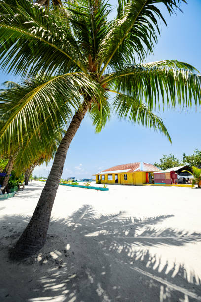 istock Tropical town with coconut palm trees and typical houses 1258975484