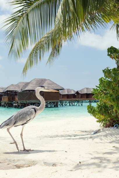istock Maldivian stork on seashore. 1258978170