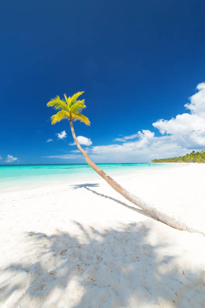 istock White sandy beach with sea and palms 1258978738