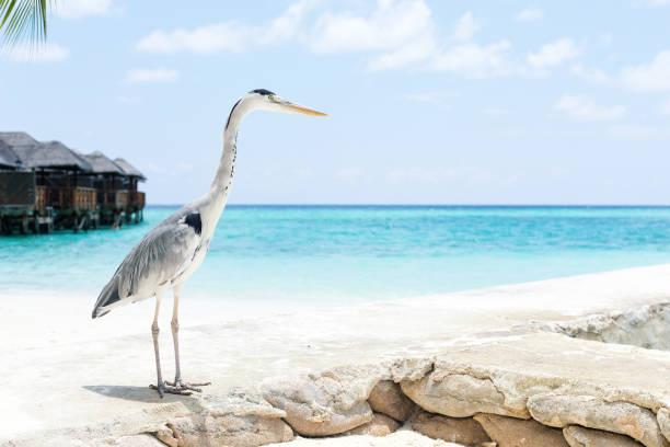 istock Maldivian stork on seashore. 1258979377