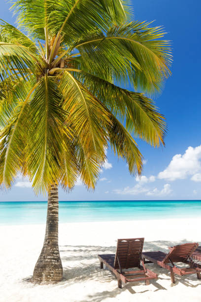 istock Beach scene with sunbeds under coconut palms 1258980981