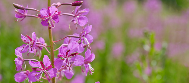 Close-up wild flower of fireweed, blooming in the meadow. Chamaenerion angustifolium, ivan tea Banner