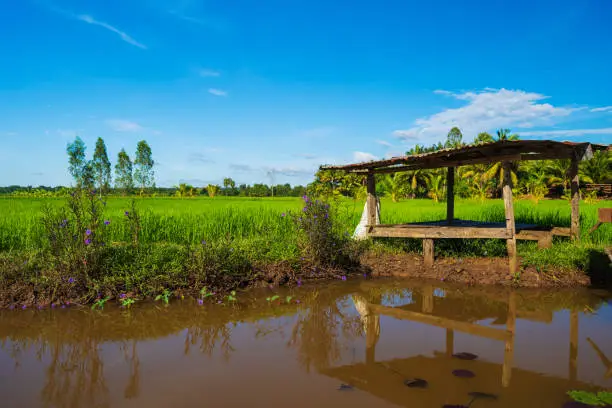pond and wooden cottage in rice field at countryside