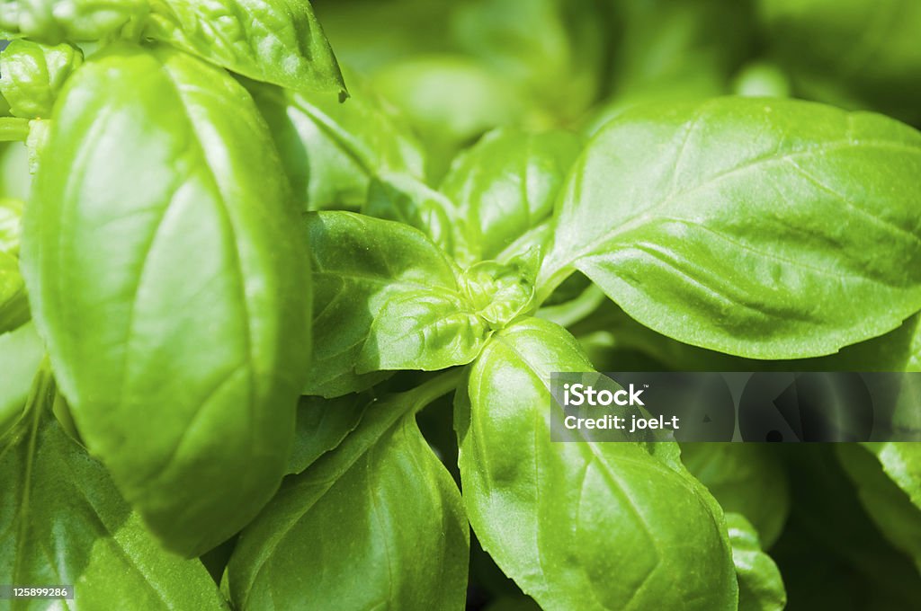 Green leaves of basil Green leaves of basil. Agricultural Field Stock Photo