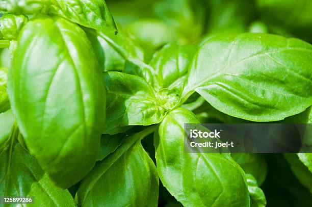 Green Leaves Of Basil Stock Photo - Download Image Now - Agricultural Field, Agriculture, Basil