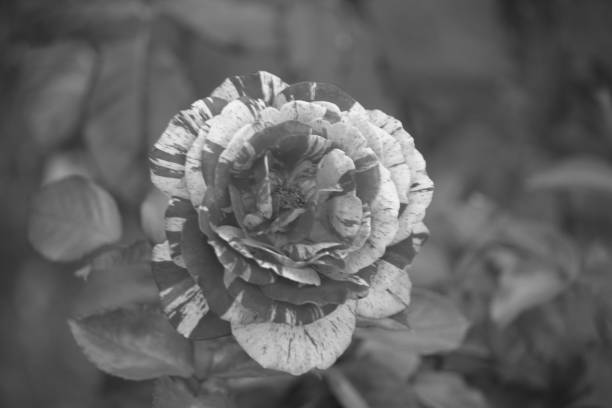 istock Beautiful Rose Bicolor N&B 1258993245