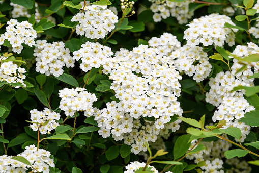 Close up of large branch with delicate white flowers of Spiraea nipponica Snowmound shrub in full bloom beautiful outdoor floral background of a decorative plant photographed with soft focus
