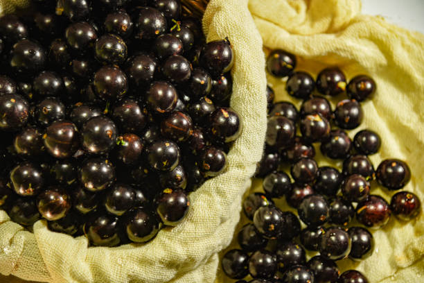 istock Jabuticaba is Brazilian fruit native to the Atlantic Forest 1259005856