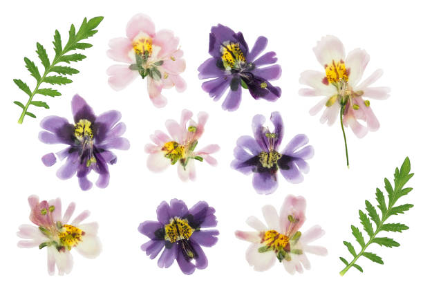 istock Pressed and dried schizanthus, isolated on white background. For use in scrapbooking, floristry or herbarium 1259008607