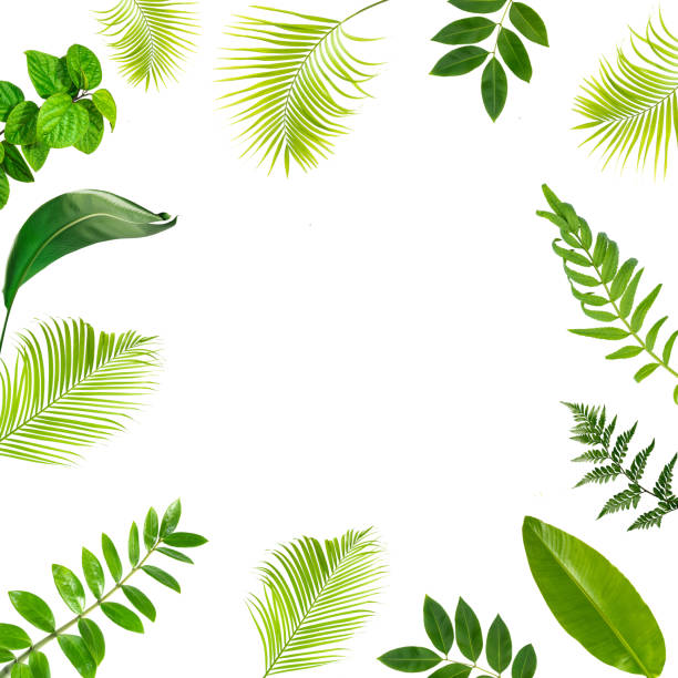 istock abstract green leaf texture, nature background, tropical leaf 1259010282