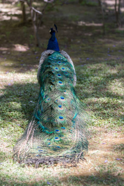 istock tail of a multicolored peacock seen from back 1259015288