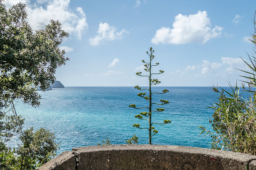Agave plant facing the sea in the Cinque Terre in Corniglia