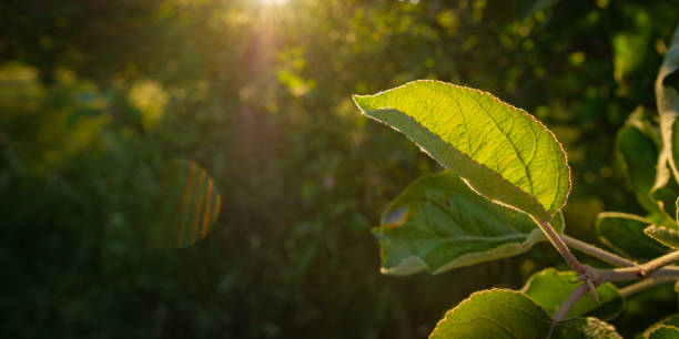 istock Leaf and twig of an apple tree with flare 1259031013