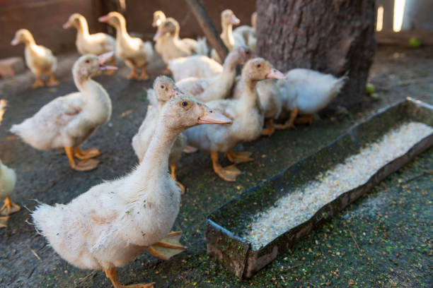 istock Funny goslings on the farm. 1259033176