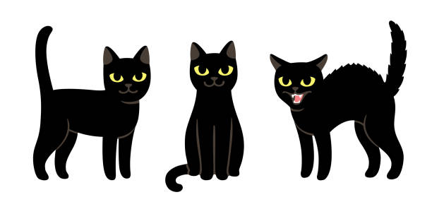 ilustrações de stock, clip art, desenhos animados e ícones de cartoon black cat set - anger feline animal black
