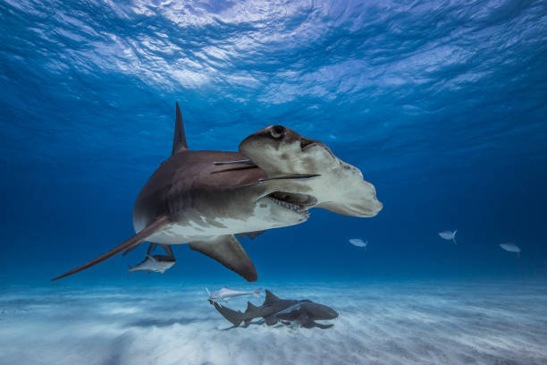 Great Hammerhead in caribbean sea Sharks photographed on a diving expedition to Bimini in the Bahamas. dorsal fin stock pictures, royalty-free photos & images