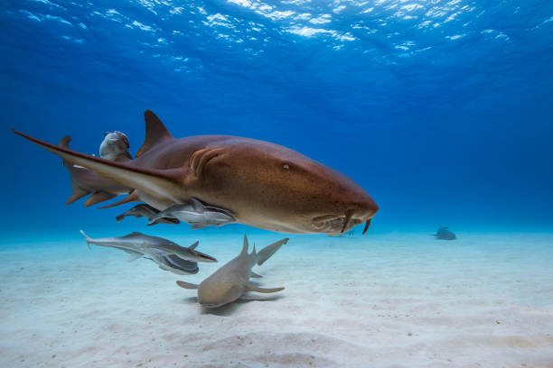 Sharks photographed on a diving expedition to Bimini in the Bahamas.