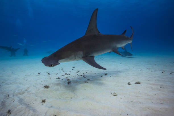 istock Great Hammerhead in caribbean sea 1259036564