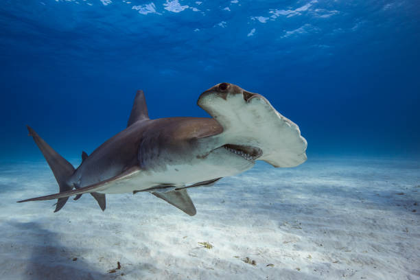 istock Great Hammerhead in caribbean sea 1259036573