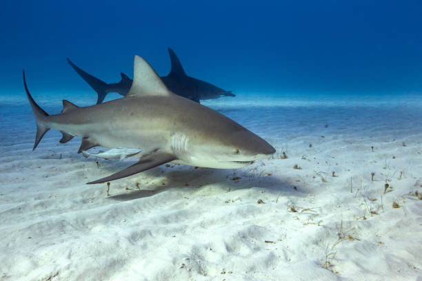 istock Bull shark in caribbean sea 1259036689